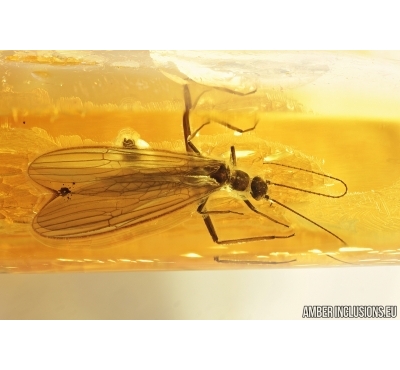 Very Nice Stonefly, Plecoptera. Fossil insect in Baltic amber #7637