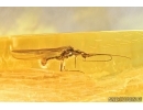 Very Nice Stonefly, Plecoptera. Fossil insect in Baltic amber #7637