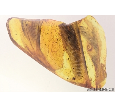 Very Nice Three Feathers, Aves. Fossil inclusions in Baltic amber #7641