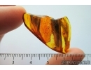 Very Nice Three Feathers, Aves. Fossil inclusions in Baltic amber #7641