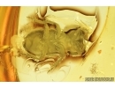 Very Rare Scarab beetle, Scarabaeidae. Fossil insect in Baltic amber #7644