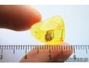 Very Rare Scarab beetle, Scarabaeidae. Fossil insect in Baltic amber #7644