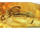 Nice Beetle, Probably Bark-gnawing Beetle, Trogossitidae. Fossil insect in Baltic amber #7646