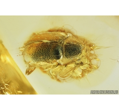 Leaf beetle, Eumolpinae, Chrysomelidae. Fossil insect in Baltic amber #7648