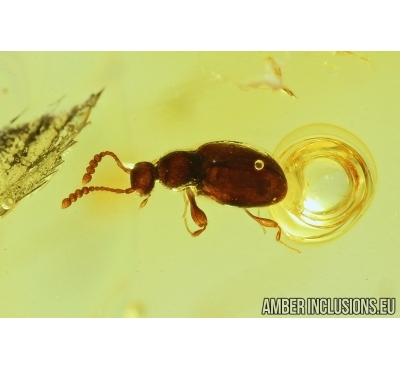 Rove beetle, Staphylinidae, Scydmaeninae. Fossil insect in Baltic amber #7650