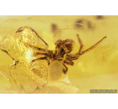 Big Spider, Araneae. Fossil inclusion in Baltic amber stone #7665