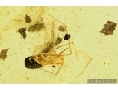 Spider, Beetle larva and More. Fossil inclusions in Baltic amber stone #7669