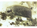 Springtail, Beetle, Mite and More. Fossil inclusions in Ukrainian amber #7672