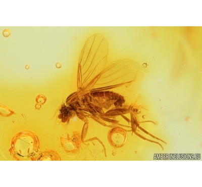 Scuttle, Fly Phoridae with Mite, Acari! and Marsh Beetle, Scirtidae. Fossil insects in Baltic amber #7676