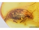Scuttle, Fly Phoridae with Mite, Acari! and Marsh Beetle, Scirtidae. Fossil insects in Baltic amber #7676