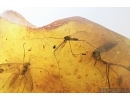 Many Fungus gnats Mycetophilidae, Crane Fly Limoniidae, Bug, Leaf and More. Fossil inclusions in Baltic amber #7677