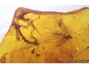 Many Fungus gnats Mycetophilidae, Crane Fly Limoniidae, Bug, Leaf and More. Fossil inclusions in Baltic amber #7677