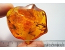 Many Fungus gnats Mycetophilidae, Crane Fly Limoniidae, Bug, Leaf and More. Fossil inclusions in Baltic amber #7677
