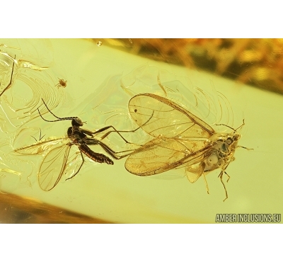 Aphid, Aphididae and More. Fossil insects in Baltic amber #7678