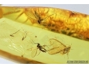 Aphid, Aphididae and More. Fossil insects in Baltic amber #7678