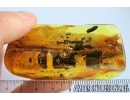  Flower and Leaves. Fossil inclusions in Baltic amber #7682