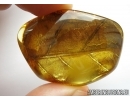 Huge 48mm! Leaf Print. Fossil inclusion in Baltic amber #7686