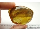 Huge 48mm! Leaf Print. Fossil inclusion in Baltic amber #7686