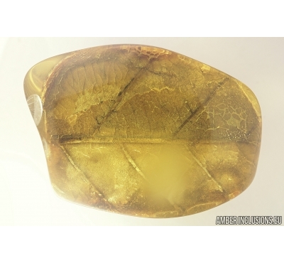 Huge 48mm! Leaf Print. Fossil inclusion in Baltic amber #7686