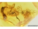 Unusual Plant. Fossil inclusion in Baltic amber #7688