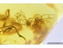 Unusual Plant. Fossil inclusion in Baltic amber #7688