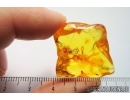 Unusual Plant. Fossil inclusion in Baltic amber #7688