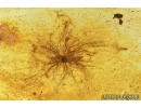 Extremely rare unusual plant, probably fungi or aquatic algae! Fossil inclusion in Baltic amber #7690