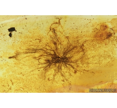 Extremely rare unusual plant, probably fungi or aquatic algae! Fossil inclusion in Baltic amber #7690