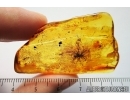 Extremely rare unusual plant, probably fungi or aquatic algae! Fossil inclusion in Baltic amber #7690