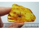 Extremely rare unusual plant, probably fungi or aquatic algae! Fossil inclusion in Baltic amber #7690