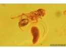 Nice Flower, Bristletail and More.  Fossil inclusions in Big Baltic amber stone #7691