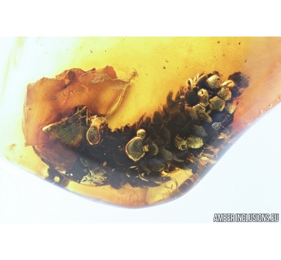 Nice Big 15mm! Pine Cone, Pinaceae. Fossil inclusion in Baltic amber #7694