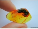 Nice Big 15mm! Pine Cone, Pinaceae. Fossil inclusion in Baltic amber #7694