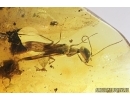 Extremely Rare, Big Wasp Sphecidae. Fossil insect, First example in Baltic amber. New gen., New spec! #7696