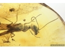 Extremely Rare, Big Wasp Sphecidae. Fossil insect, First example in Baltic amber. New gen., New spec! #7696