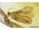 Extremely rare ALDERFLY, MEGALOPTERA, SIALIDAE. Fossil insect in Baltic amber #7705