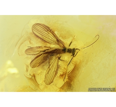 Nice Stonefly, Plecoptera. Fossil insect in Baltic amber #7706