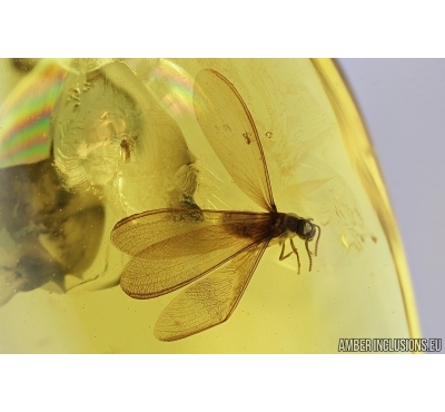 Nice Termite, Isoptera. Fossil inclusion in Baltic amber stone #7707