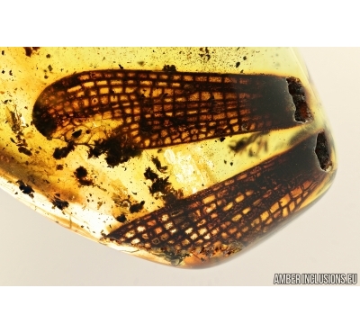 Very rare Dragonfly Wings, Odonata. Fossil inclusions in Baltic amber stone #7708