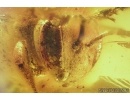 Nice, Big 15mm! Honey Bee, Apoidea. Fossil insect in Baltic amber #7709