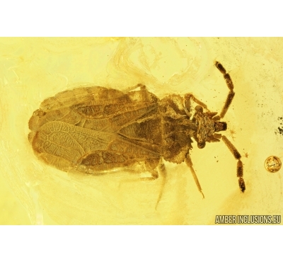 Very Nice Flat Bug, Aradidae. Fossil Inclusion in Baltic amber stone #7715