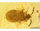 Very Nice Flat Bug, Aradidae. Fossil Inclusion in Baltic amber stone #7715