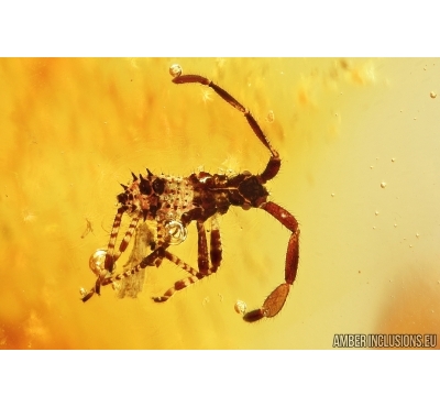 Unique Leaf-footed Bug Coreidae. First example in Baltic amber! #7716