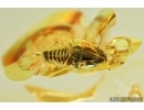 Very nice Cicadomorpha, Cicadeilidae nymph. Fossil inclusions in Baltic amber #7728