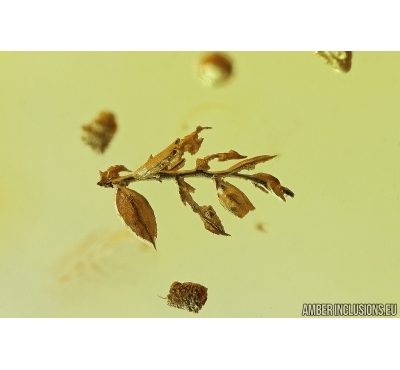 Two different Mosses, Cicadeilidae and Wasp. Fossil inclusions in Baltic amber #7730