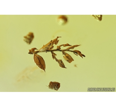 Two different Mosses, Cicadeilidae and Wasp. Fossil inclusions in Baltic amber #7730