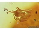 Two different Mosses, Cicadeilidae and Wasp. Fossil inclusions in Baltic amber #7730