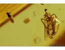 Two different Mosses, Cicadeilidae and Wasp. Fossil inclusions in Baltic amber #7730