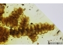 Nice, Rare Liverwort with spores and elaters! Bryophyta, Frullania. Fossil inclusion in Baltic amber #7731