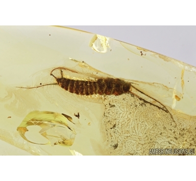Silverfish, Lepismatidae. Fossil inclusion in Baltic amber #7740